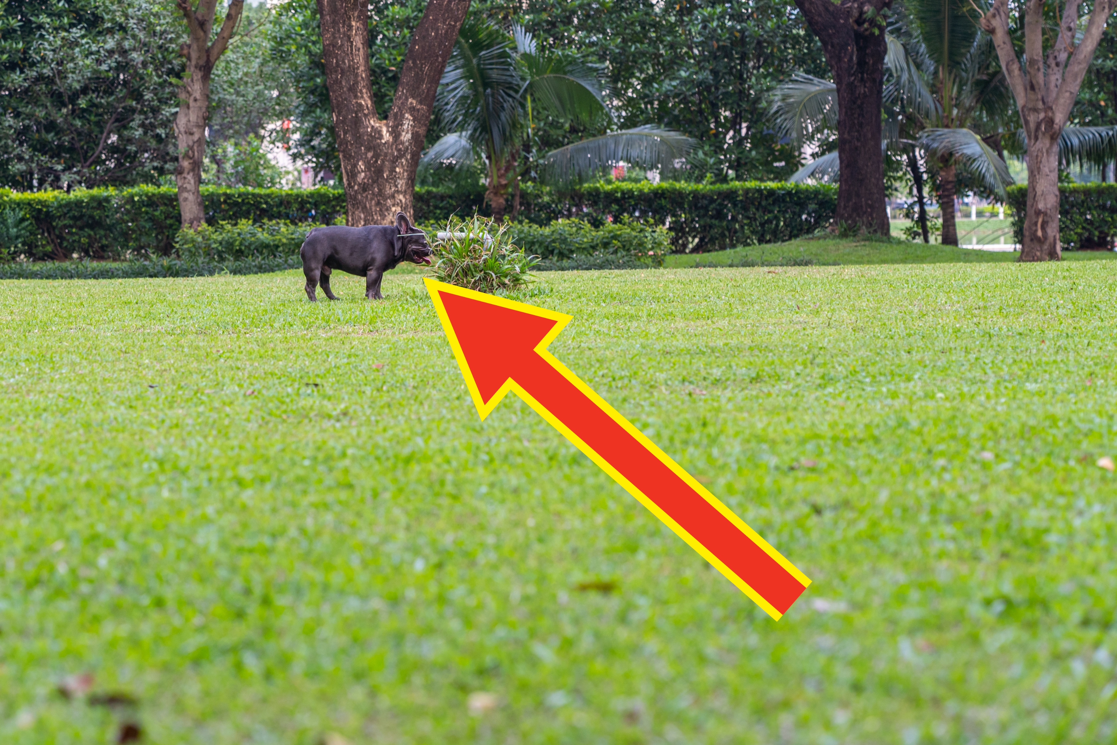 広い芝生の公園で1匹の犬が小さな茂みの近くに立っています。背景に木々と緑の葉が広がっています。