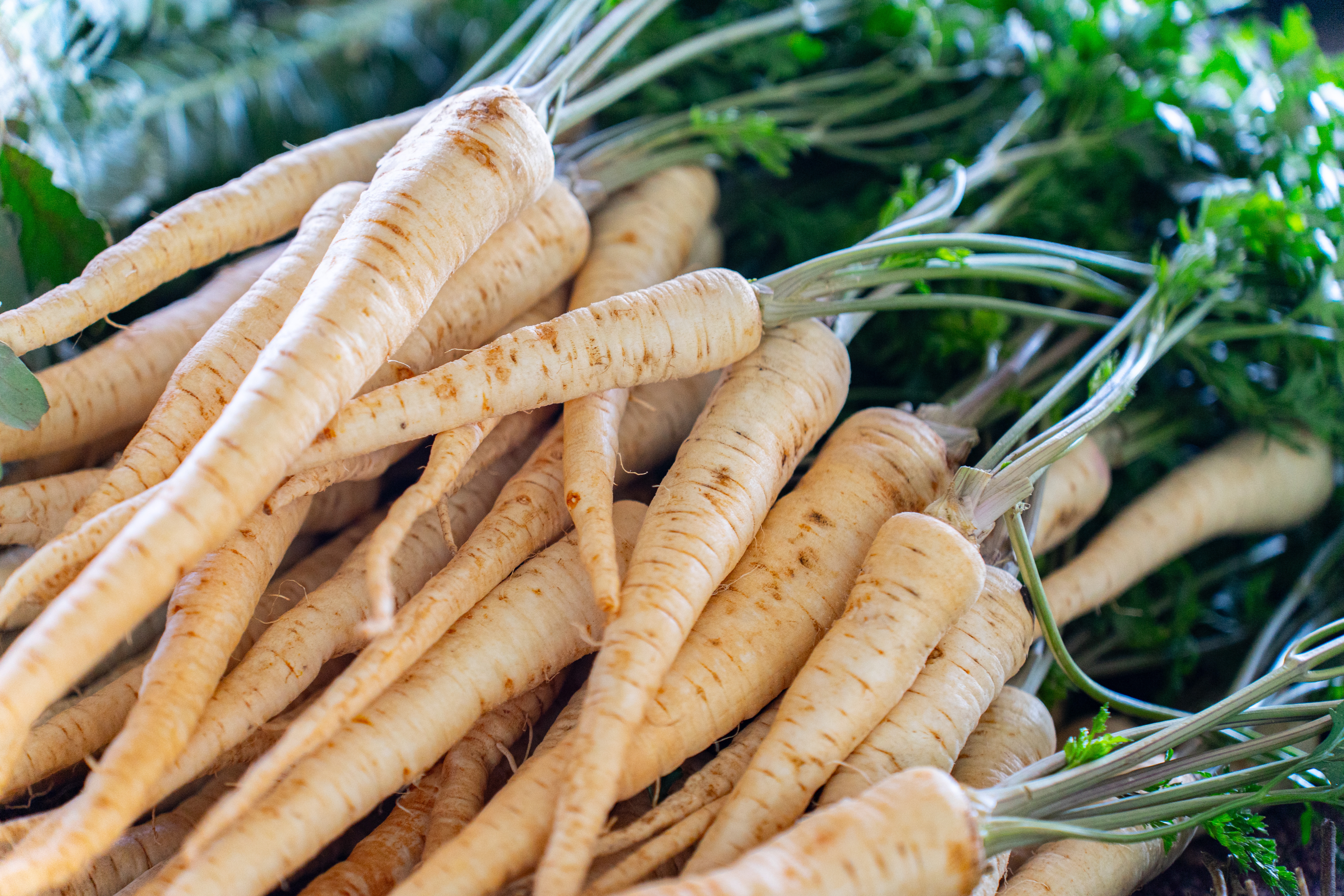 A pile of freshly harvested parsnips with green tops, ideal for culinary use
