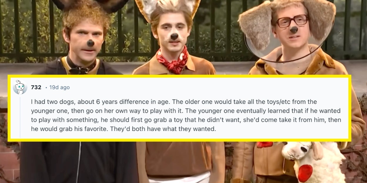 The way these animals are outsmarting their owners has me convinced they deserve college degrees 🤯