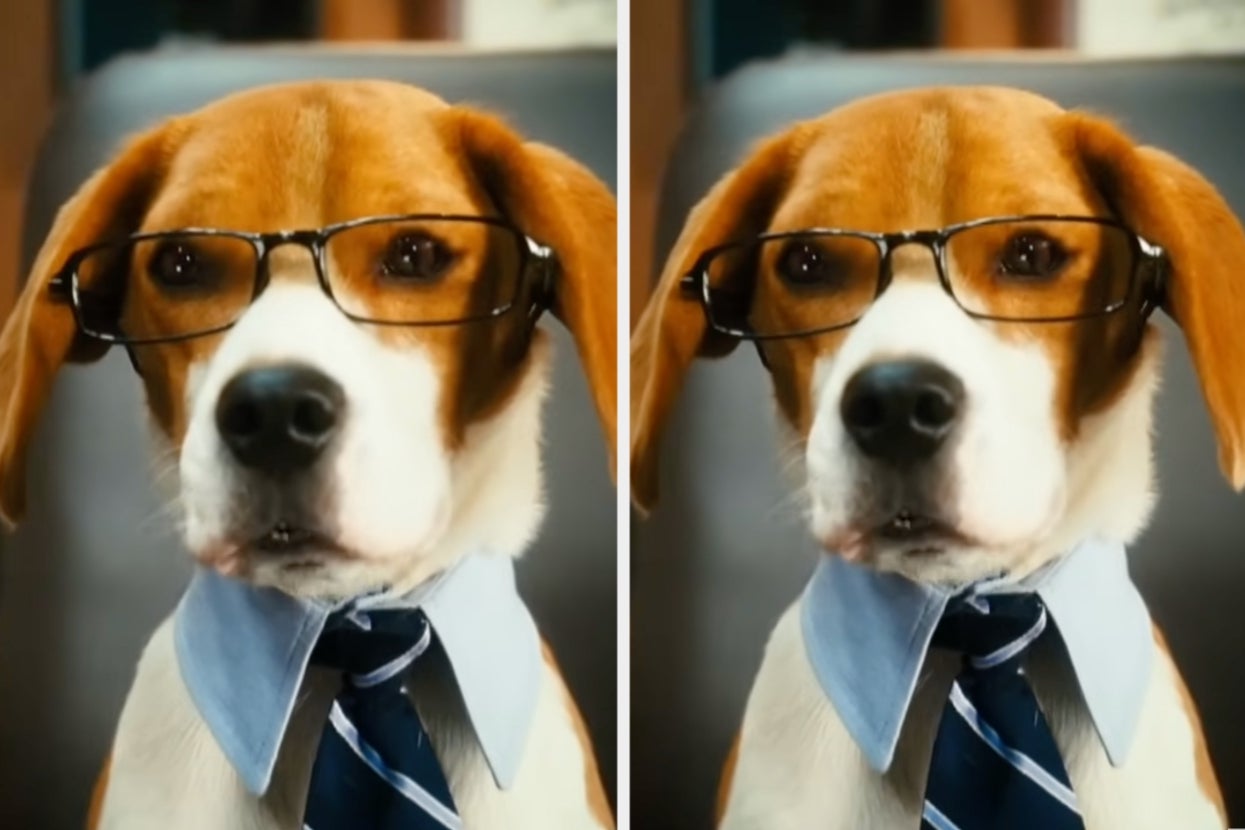 "The S.O.B. Would Eat His Fill And Lock Himself Back In His Cage": People Are Sharing The Smartest Things Their Pets Have Ever Done, And I'm Truly In Awe