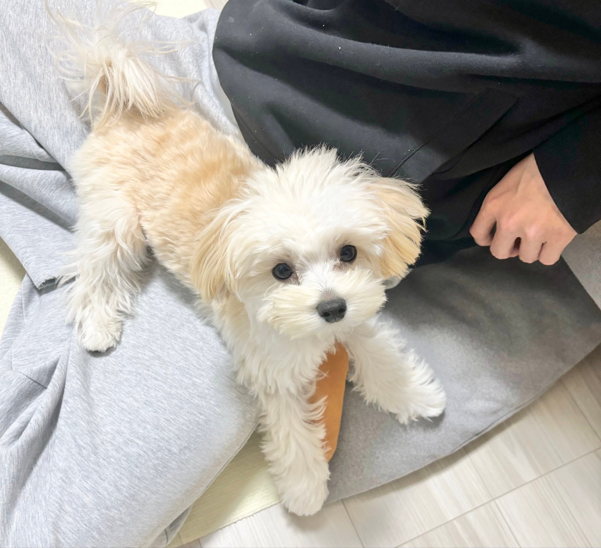 ぽてとくん / マルプーのぽてとさんのXアカウント（@potato_maltipoo）より