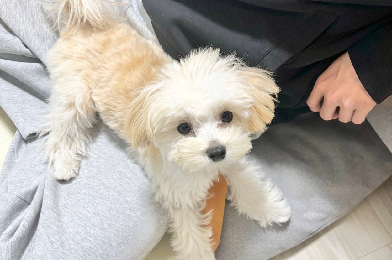 ぽてとくん / マルプーのぽてとさんのXアカウント（@potato_maltipoo）より