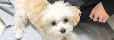 ぽてとくん / マルプーのぽてとさんのXアカウント（@potato_maltipoo）より