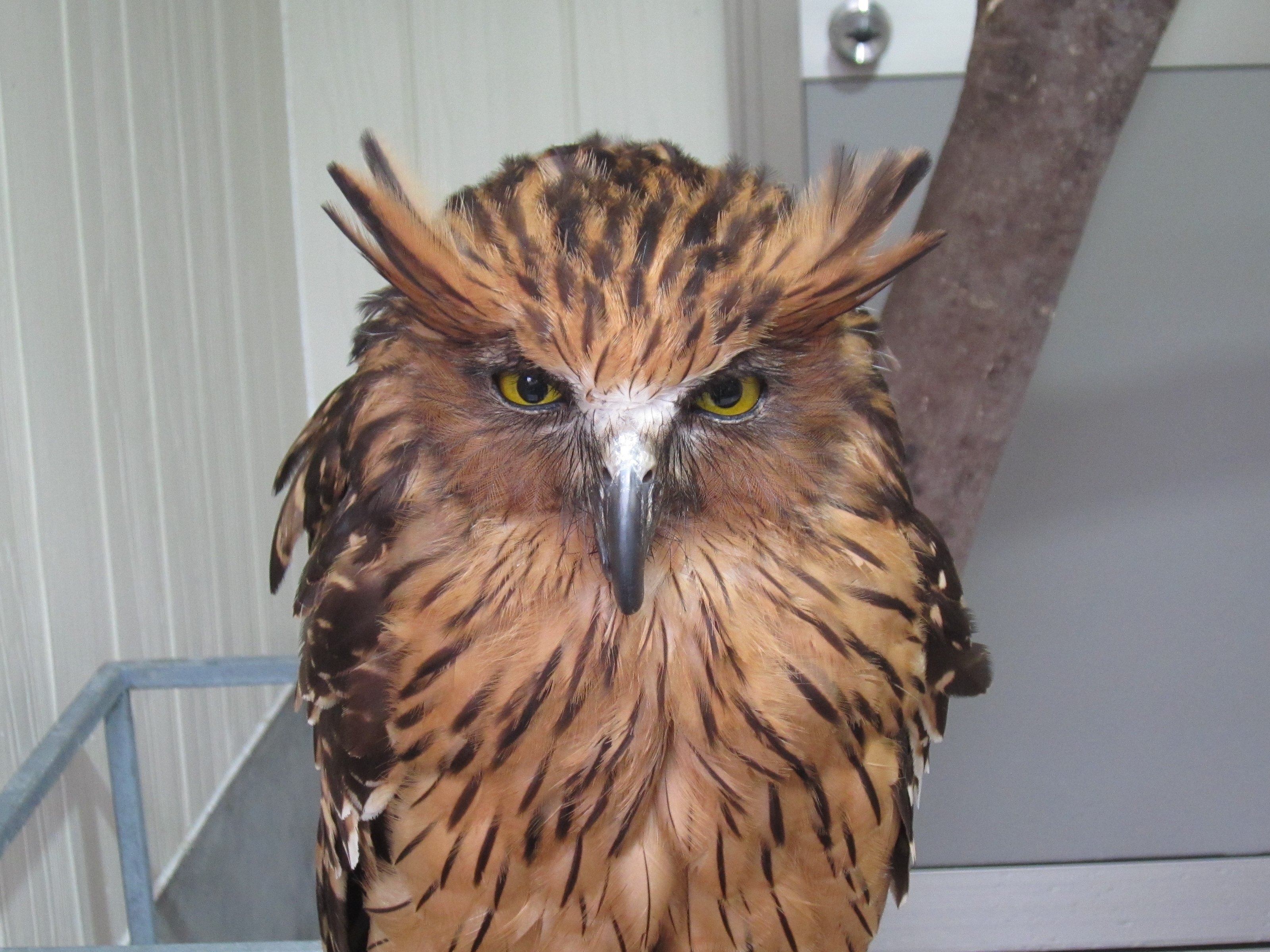 表情のキリっとしたマレーウオミミズクのプーラくん / 松江フォーゲルパークのXアカウント（@matsuevogelpark）より / Via x.com