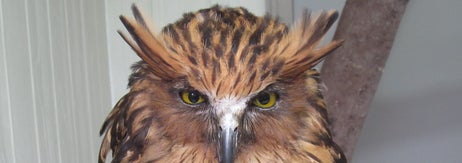 表情のキリっとしたマレーウオミミズクのプーラくん / 松江フォーゲルパークのXアカウント（@matsuevogelpark）より / Via x.com