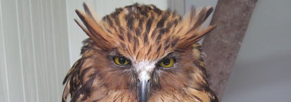 表情のキリっとしたマレーウオミミズクのプーラくん / 松江フォーゲルパークのXアカウント（@matsuevogelpark）より / Via x.com