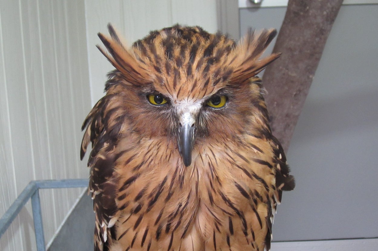 表情のキリっとしたマレーウオミミズクのプーラくん / 松江フォーゲルパークのXアカウント（@matsuevogelpark）より / Via x.com