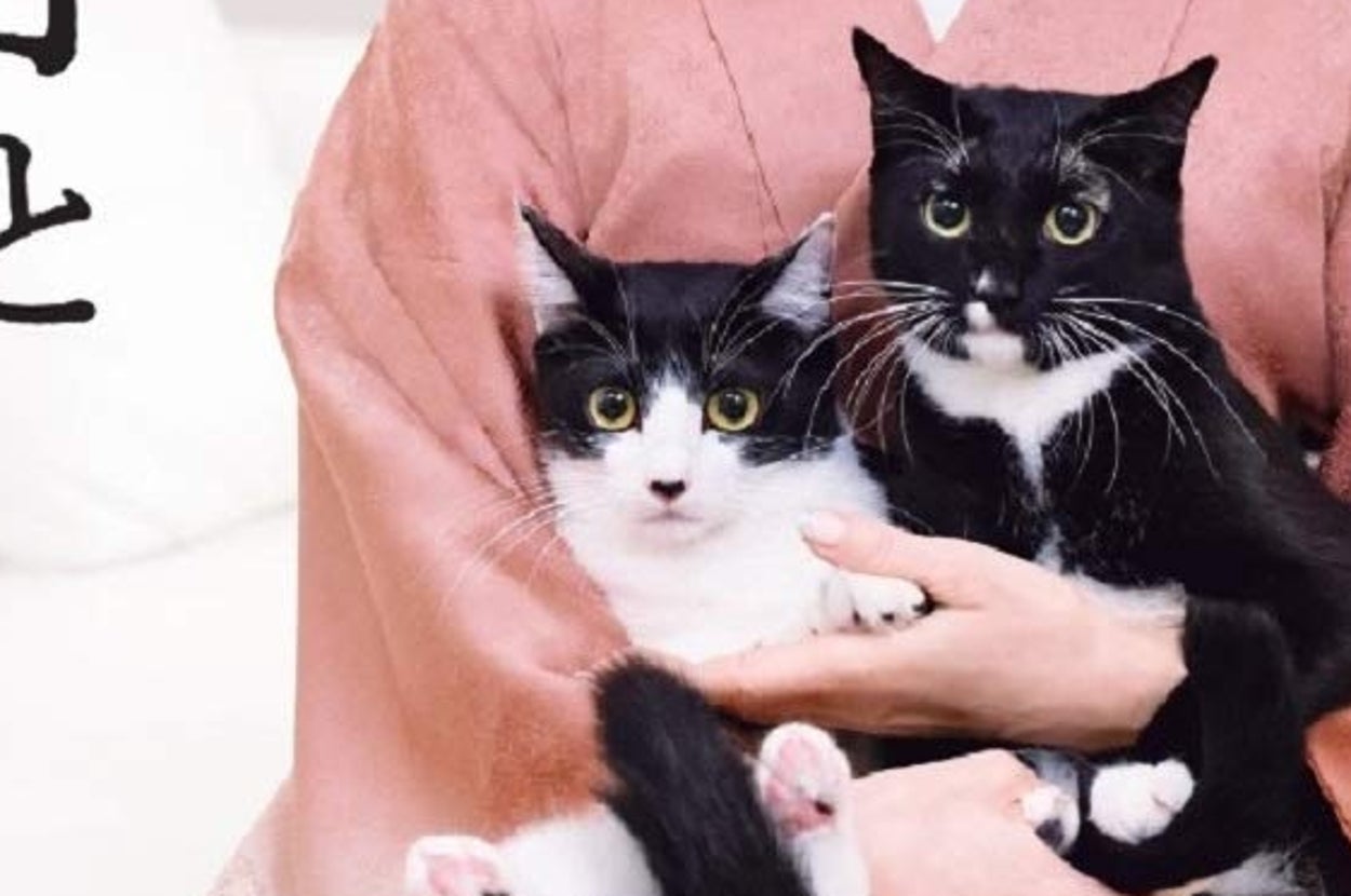 『マルとオレオと藤あや子』（世界文化社）Amazonより