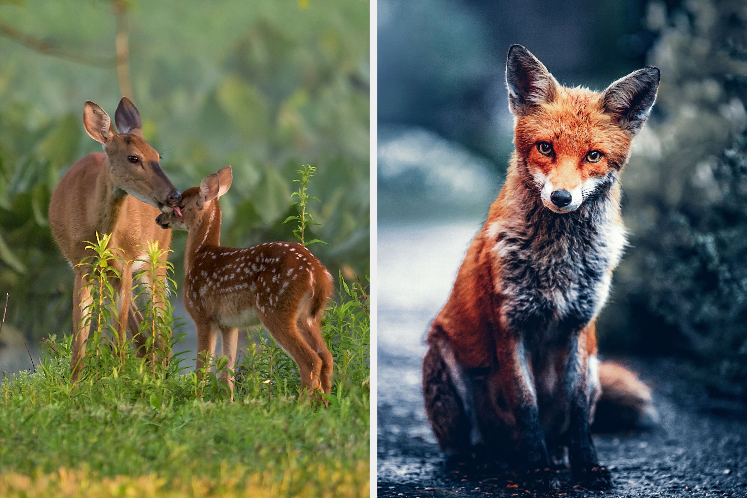 Which Woodland Creature Are You?