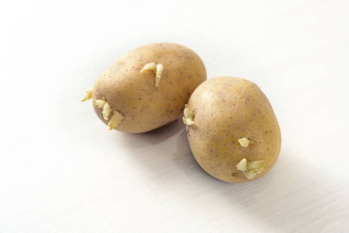 Two sprouting potatoes on a light surface, highlighting new growths as a focal point for culinary use or planting
