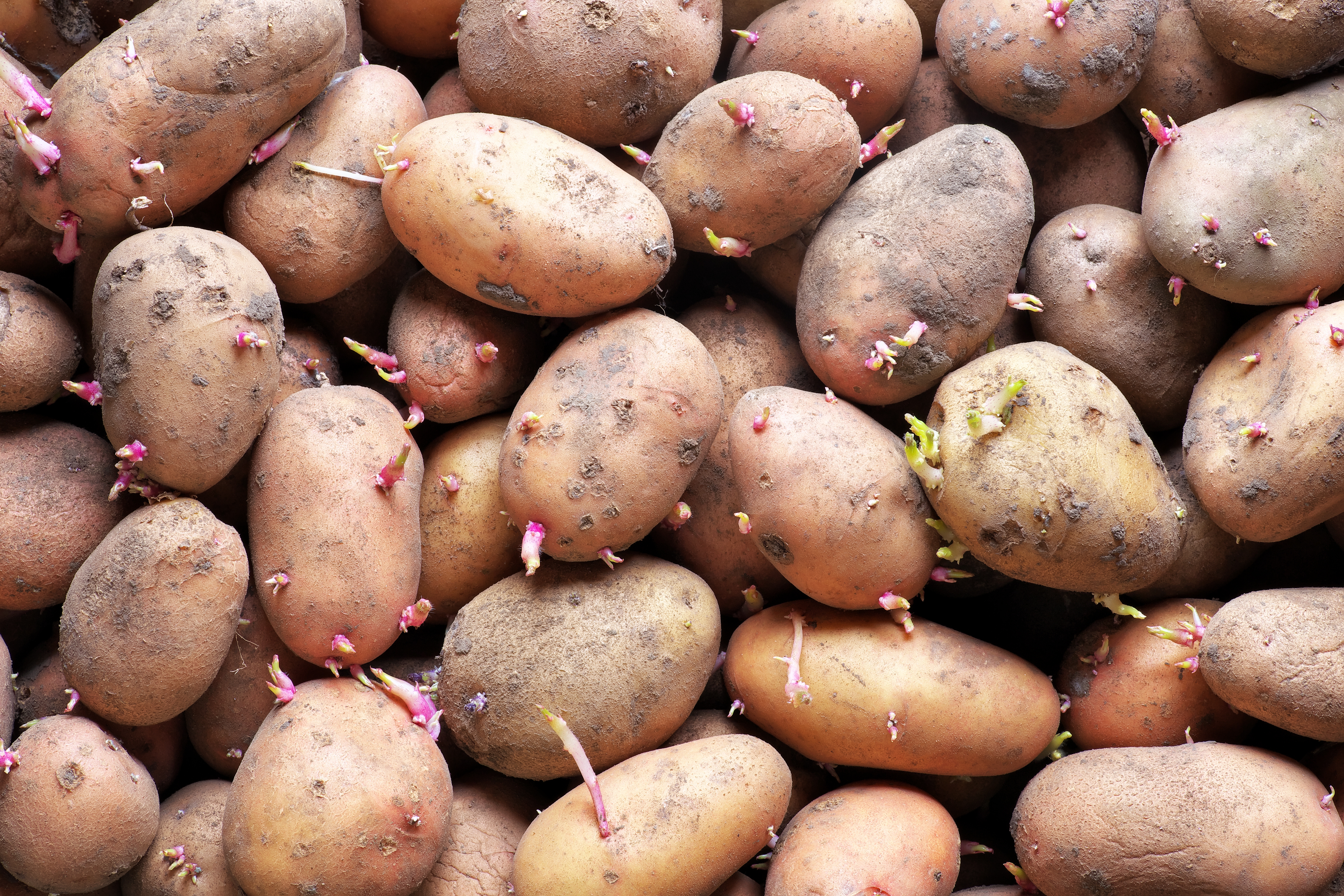 A pile of sprouting potatoes with small shoots, ready for planting or cooking in various recipes