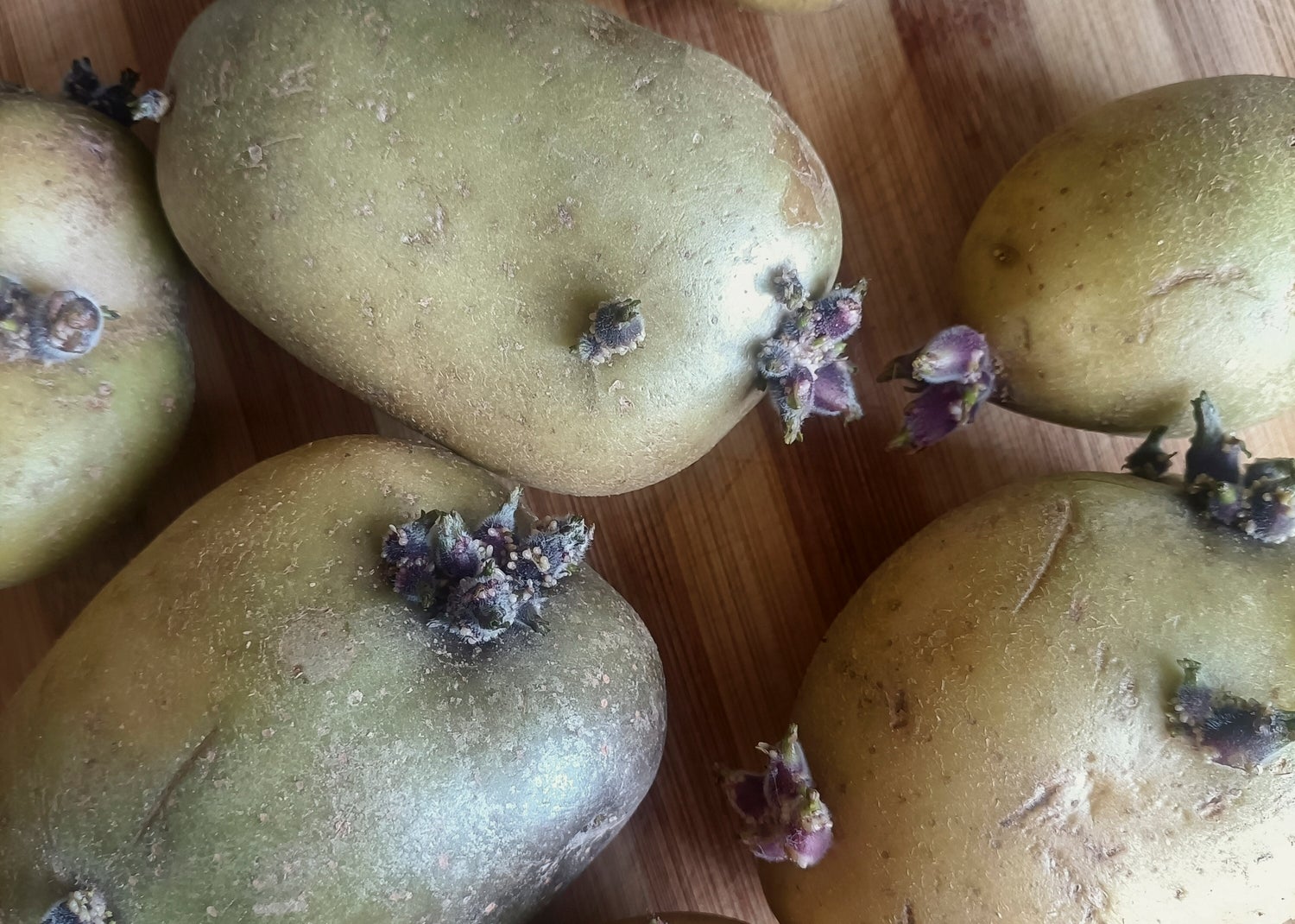 Potatoes sprouting on a wooden surface, showcasing small budding growths from their skin