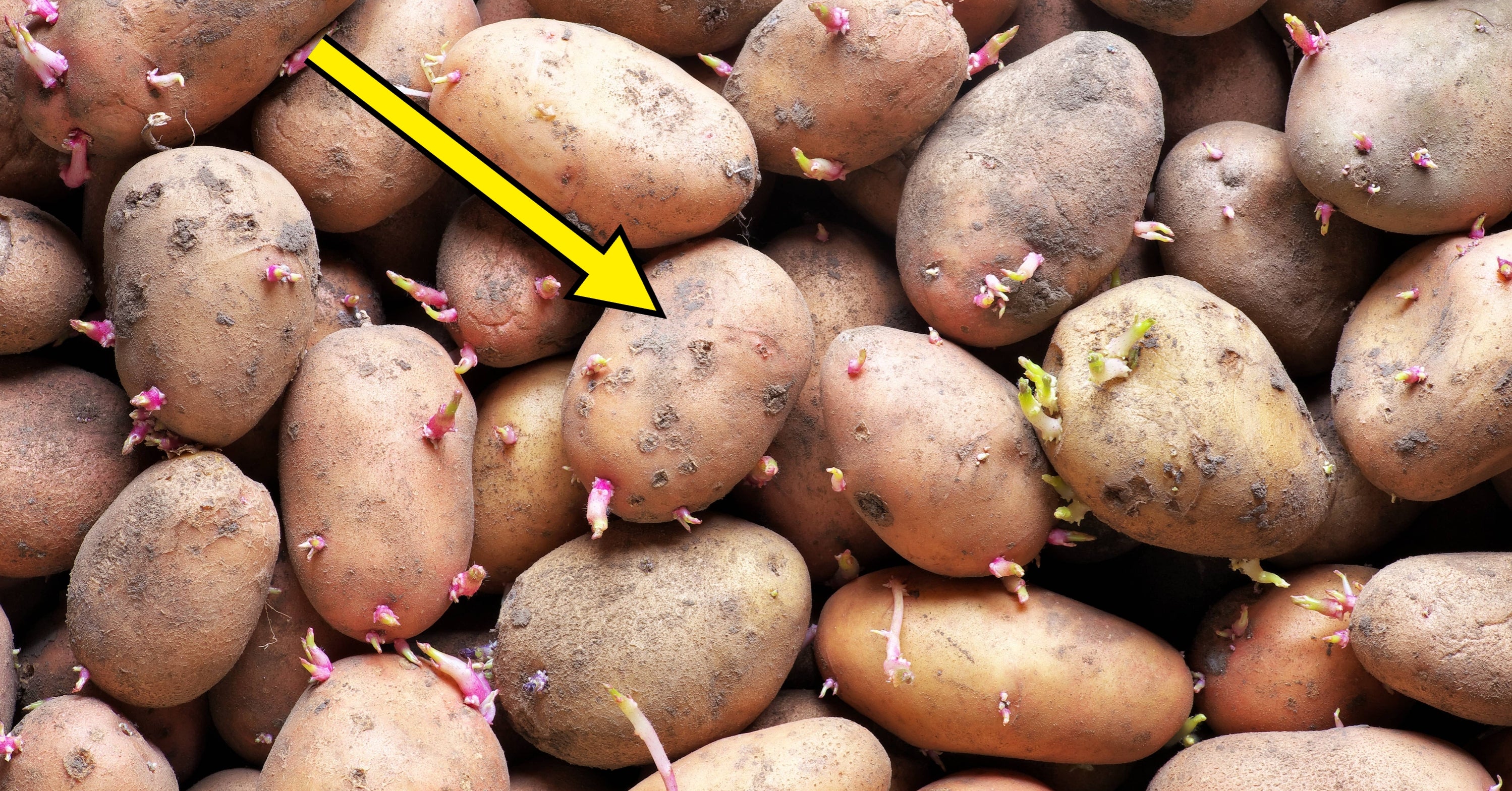 If Your Potatoes Start Looking Like This, Experts Are Begging You To Steer Clear