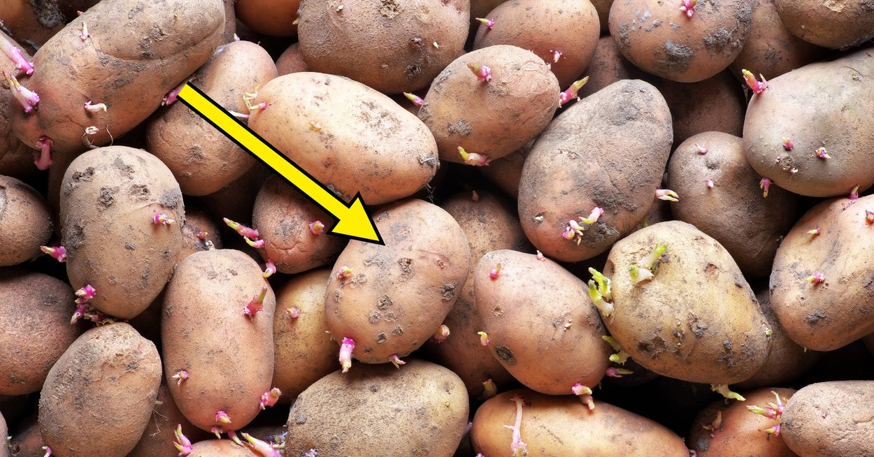 “Don’t Eat These!”: If Your Potatoes Start Looking Like This, Experts Are Begging You To Steer Clear