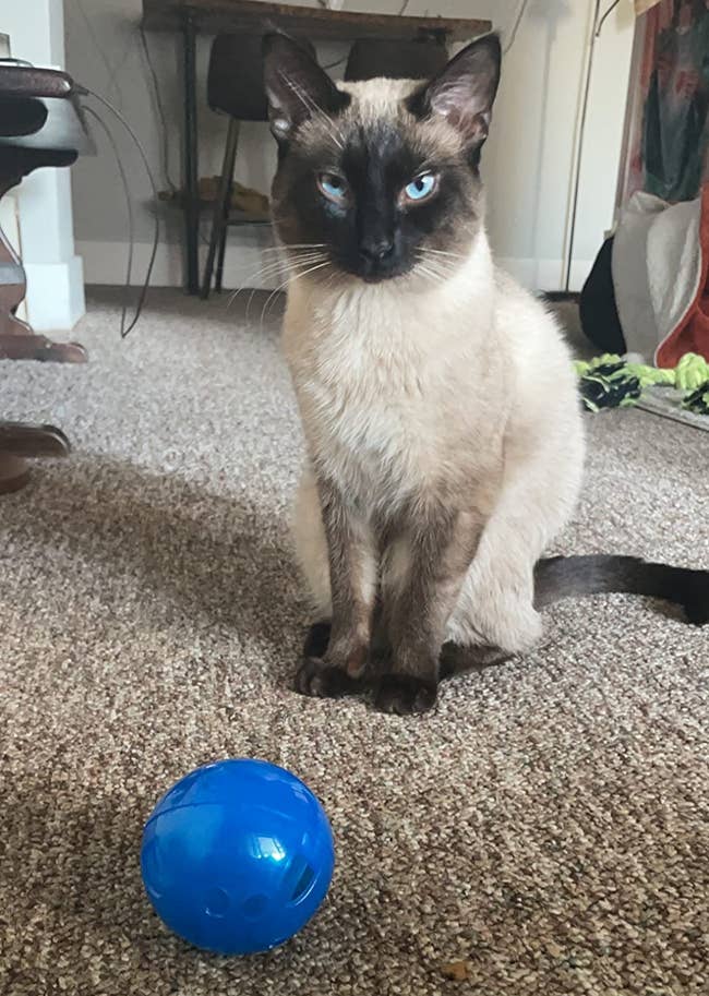 Siamese feline sitting attentively connected carpet adjacent a bluish shot successful a cozy room