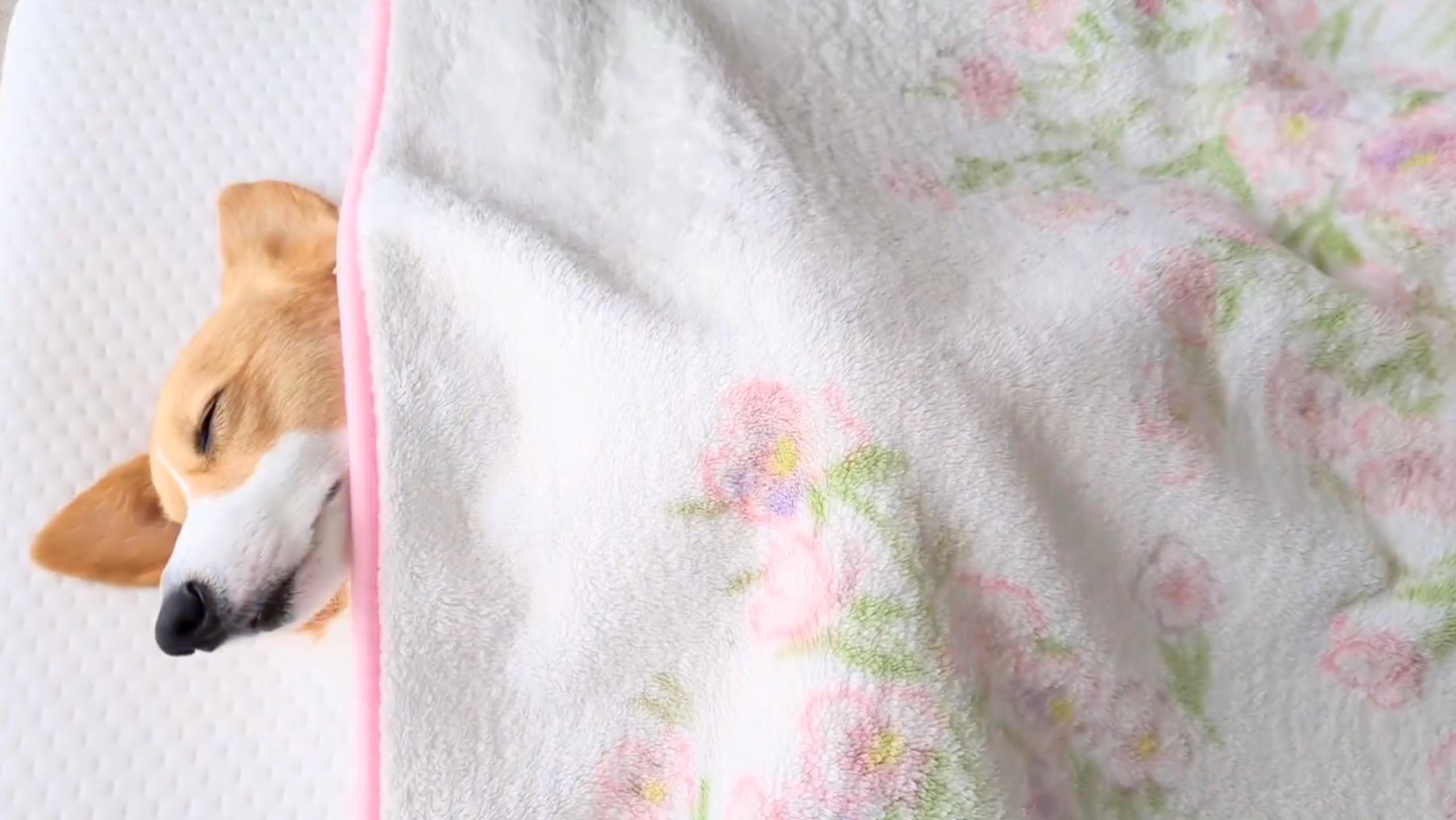 眠るこまちちゃん / 飼い主さんのXアカウント（@komachiaya_）より