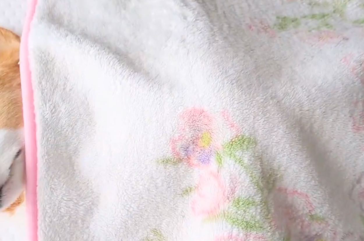 眠るこまちちゃん / 飼い主さんのXアカウント（@komachiaya_）より