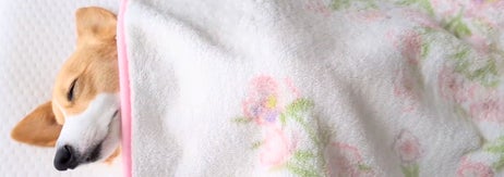 眠るこまちちゃん / 飼い主さんのXアカウント（@komachiaya_）より