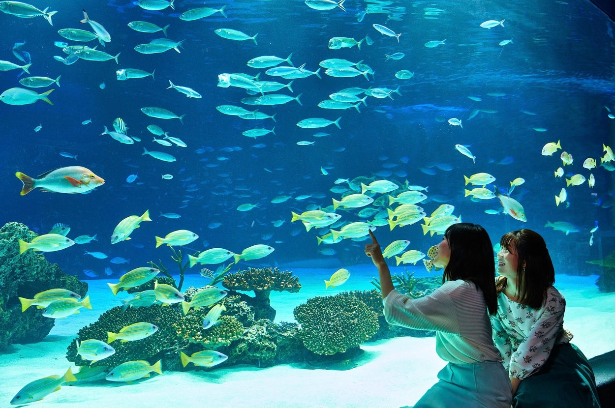 サンシャイン水族館 / プレスリリースより