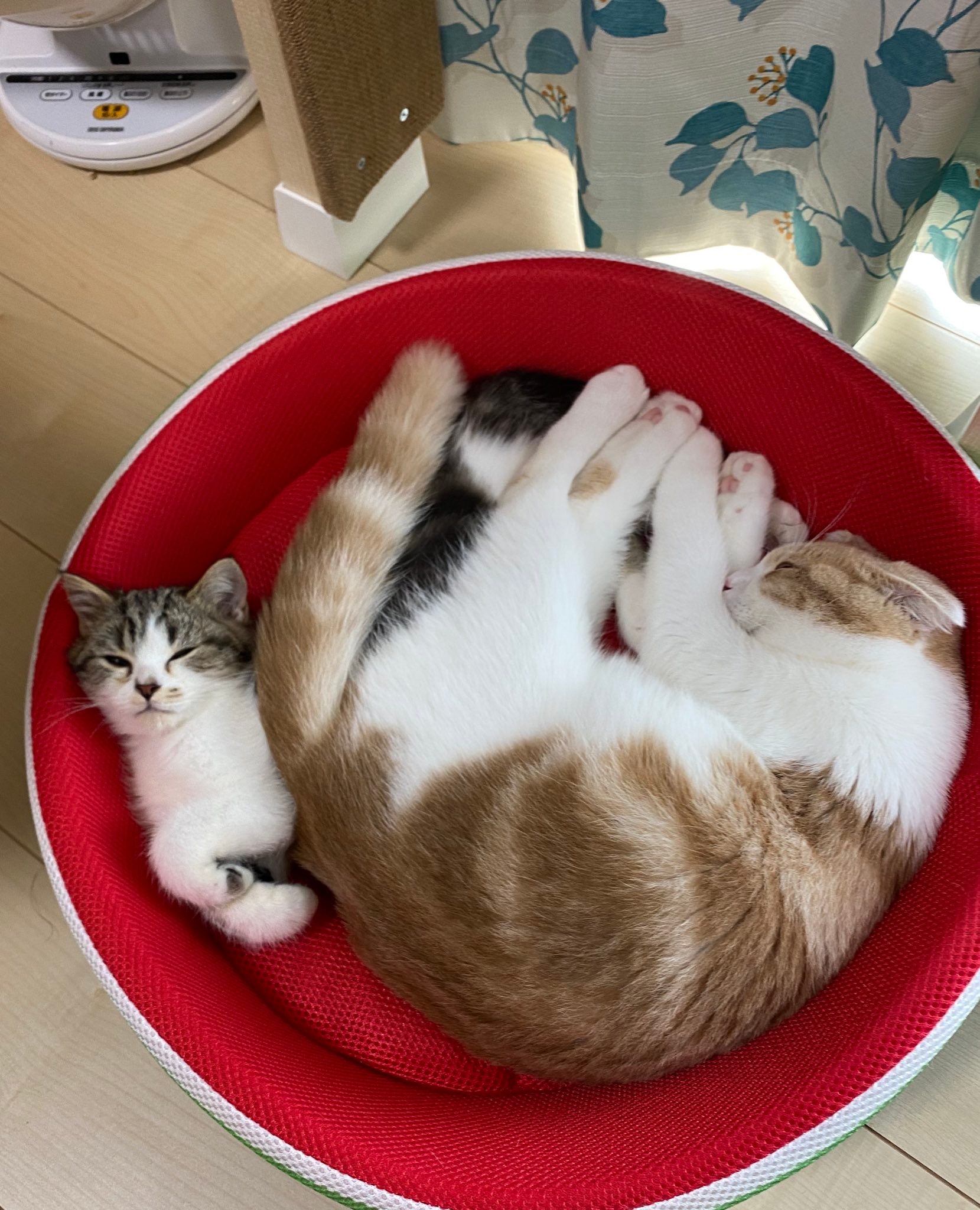 先輩猫のとろくんが猫用ベッドの幅を取って、狭そうなおにくくんという「昔の力関係」 / とろ、おにくさんのXアカウントより（@torotolo106106）