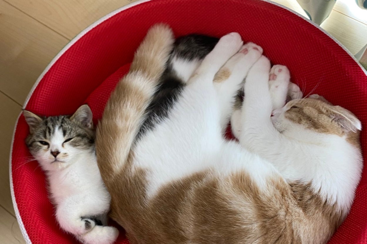 先輩猫のとろくんが猫用ベッドの幅を取って、狭そうなおにくくんという「昔の力関係」 / とろ、おにくさんのXアカウントより（@torotolo106106）