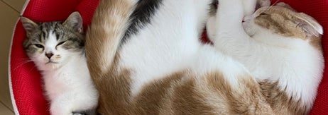 先輩猫のとろくんが猫用ベッドの幅を取って、狭そうなおにくくんという「昔の力関係」 / とろ、おにくさんのXアカウントより（@torotolo106106）