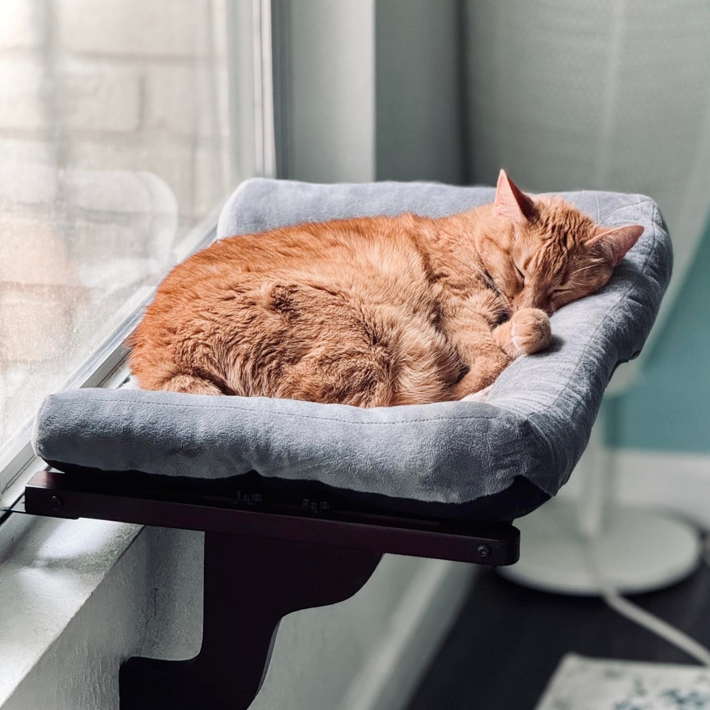 Cat sleeping on a cushioned perch by a window, with a cozy, relaxed posture
