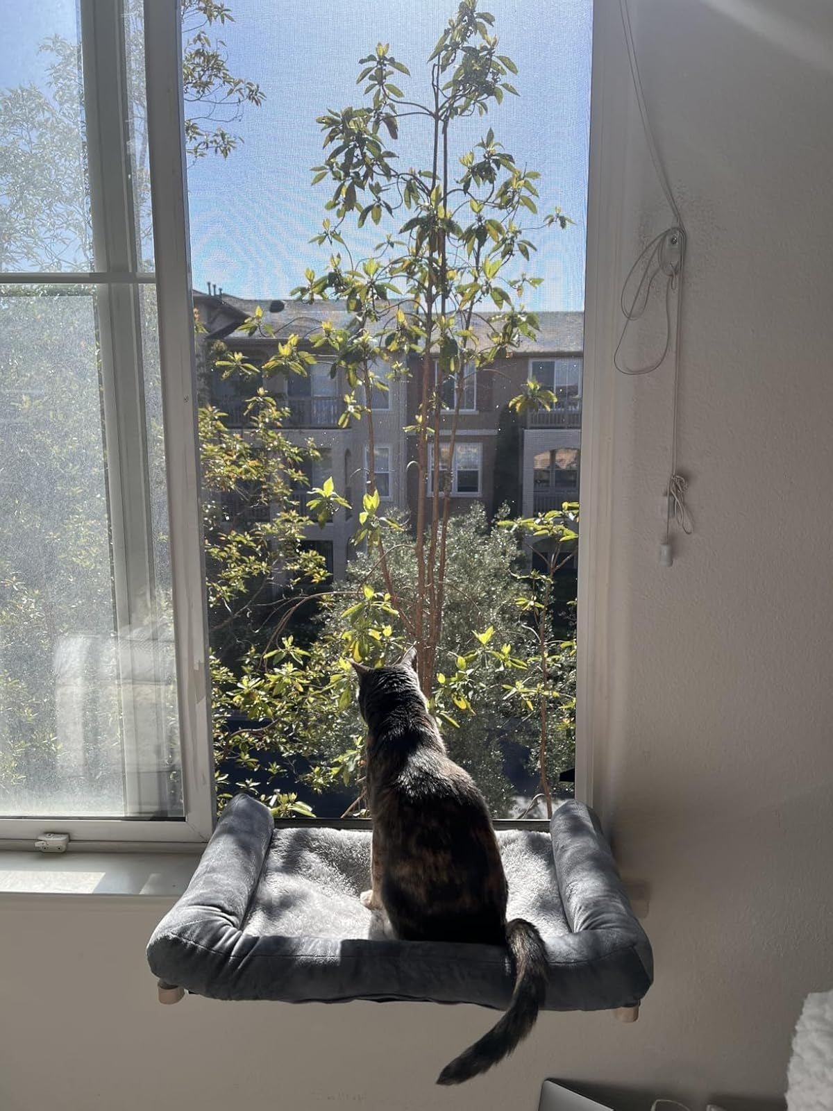 Cat sitting on a window perch, looking outside at trees and buildings. Sunlight is coming through the window. Indoors, cozy setting