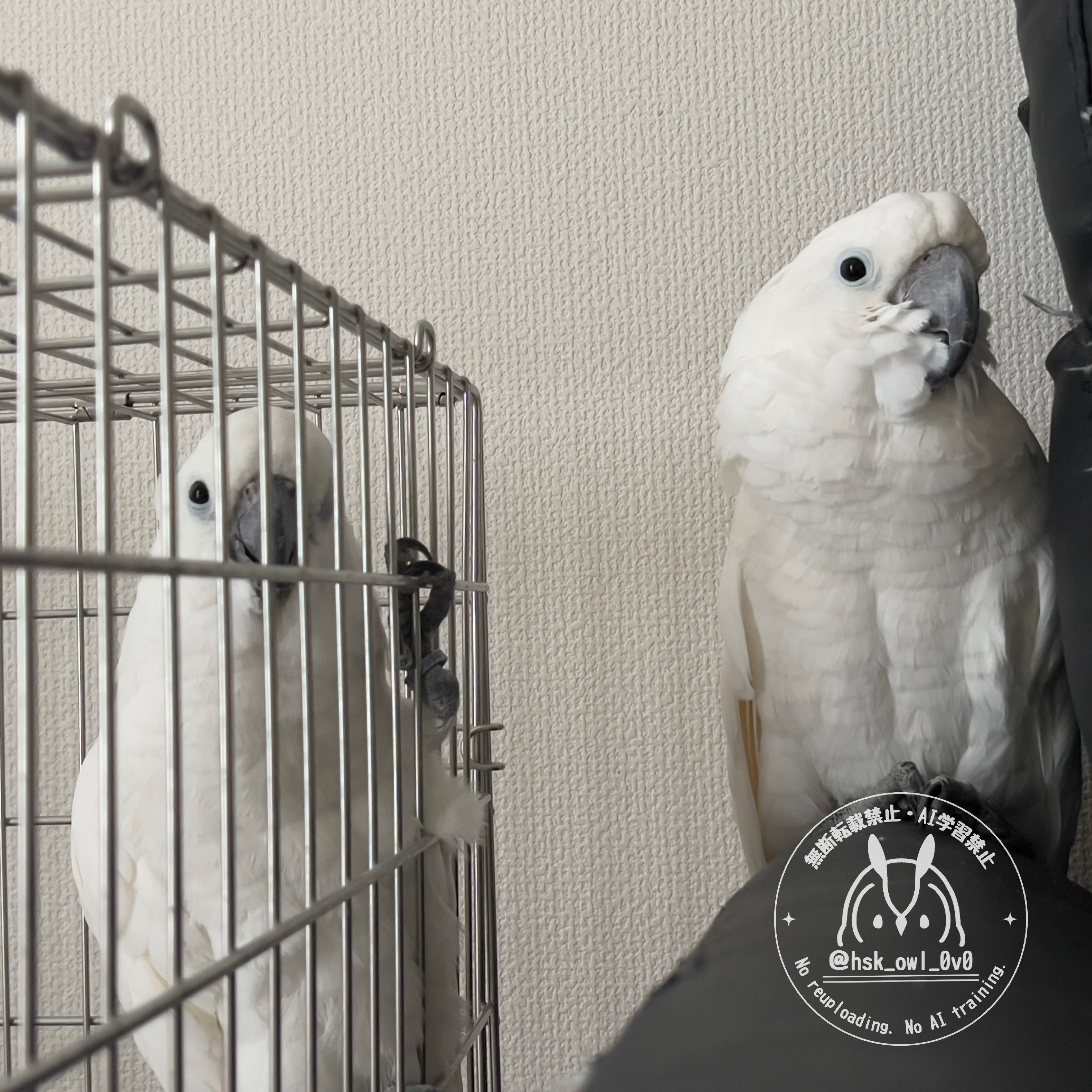 れいくんとしらちゃんの大人しくしている様子 / momozukuさんのXアカウント（@hsk_owl_0v0）より