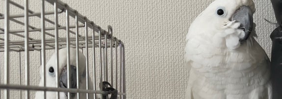 れいくんとしらちゃんの大人しくしている様子 / momozukuさんのXアカウント（@hsk_owl_0v0）より