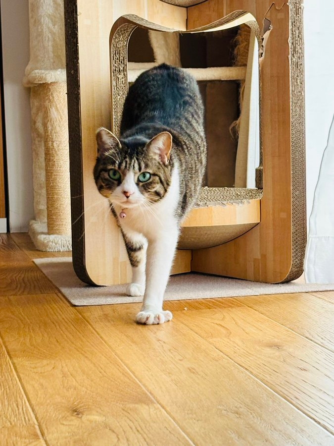 何か見ました…？／飼い主さんのX（@mikan1101）より