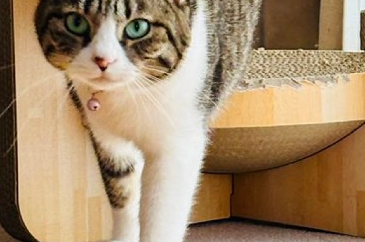 何か見ました…？／飼い主さんのX（@mikan1101）より