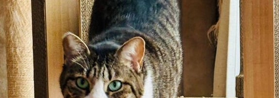 何か見ました…？／飼い主さんのX（@mikan1101）より