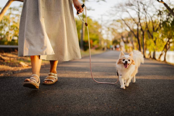 Person successful  a agelong  skirt and sandals walks a small, blessed  canine  connected  a way  lined with trees