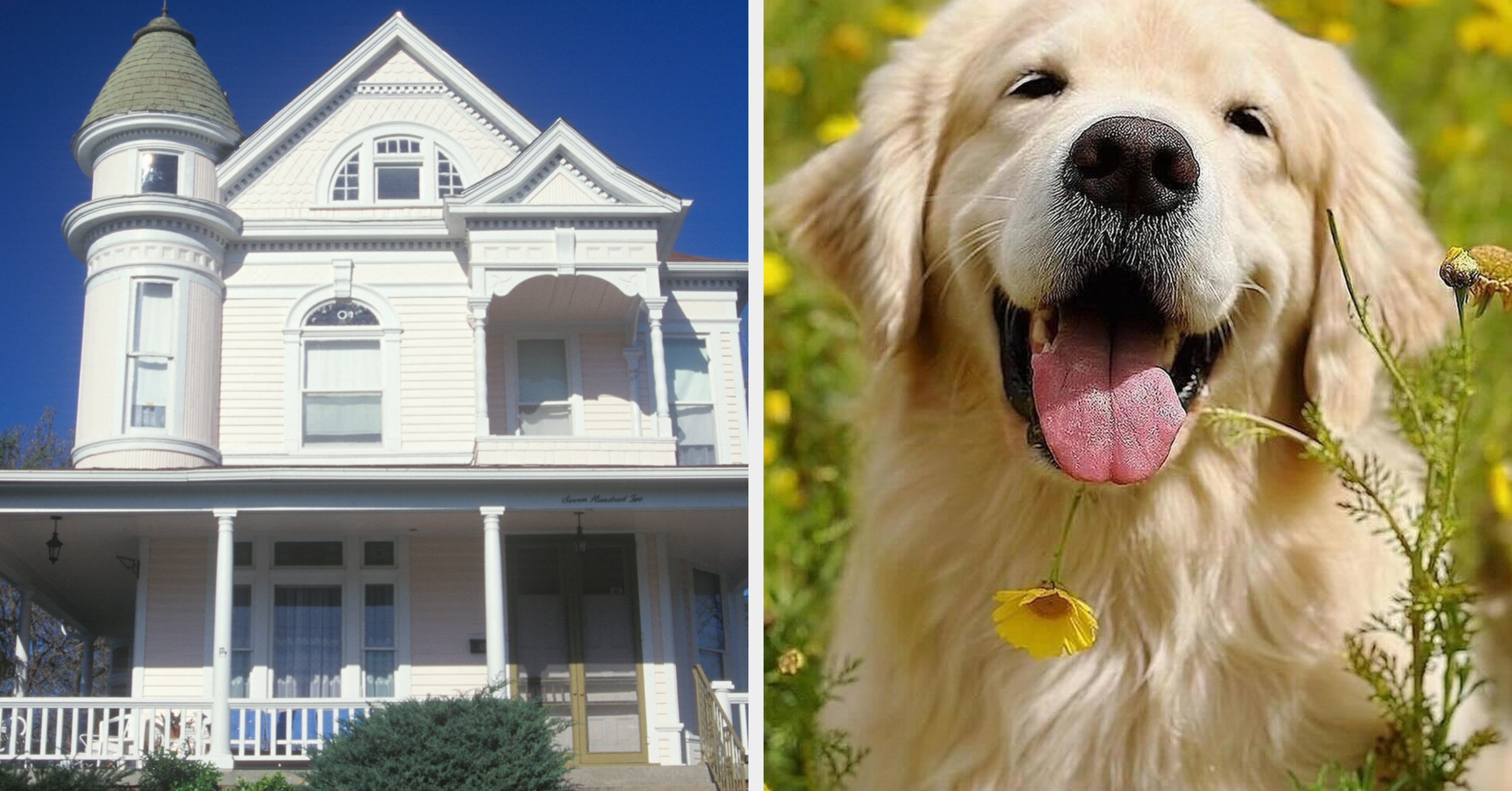 Customize A $800K House And I'll Reveal Which Dog Breed Matches Your Personality
