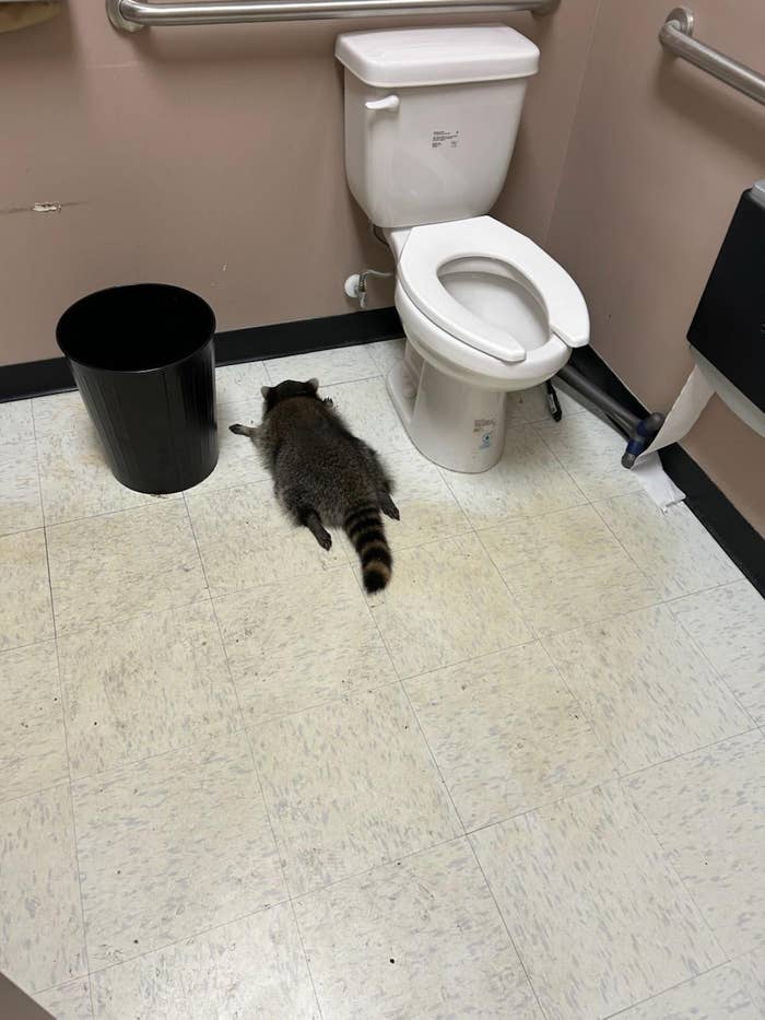Driunk Racoon These Pictures Of A Drunk Raccoon On A Chaotic Liquor Store Raid Are ...