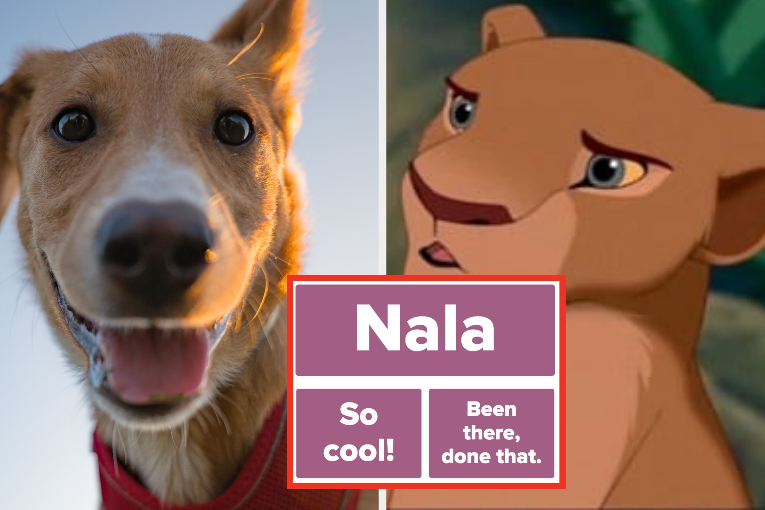 How Do You Really Feel About These 25 Popular Dog Names Of 2025?