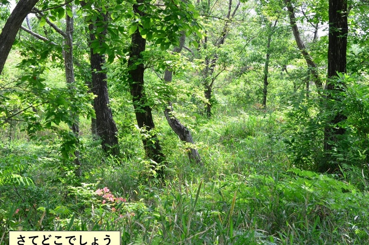 自衛官が隠れている雑木林の写真（陸上自衛隊　久居駐屯地（@gsdf_ma_hisai）のXより）