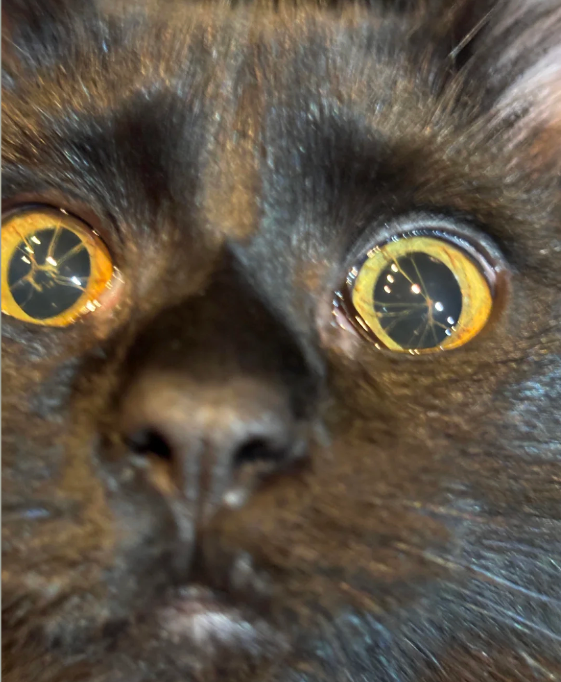 Close-up of a achromatic  cat's look   with wide   eyes, looking intently astatine  something