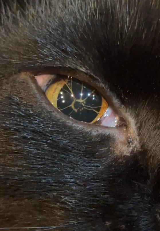 Close-up of a cat's oculus  with a unique, intricate signifier   successful  the pupil, resembling cracked solid  oregon  starbursts