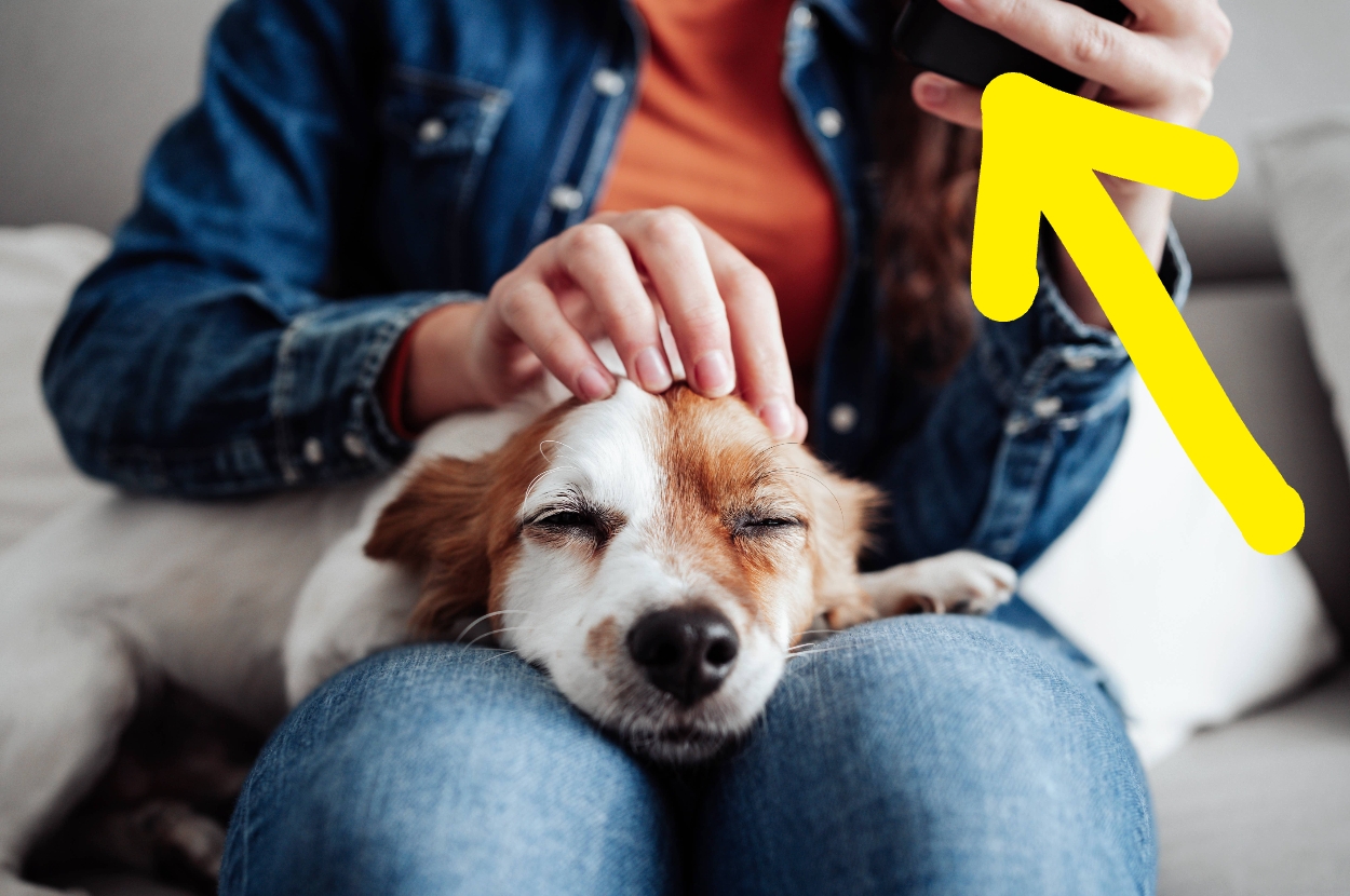 Dog relaxing on a person's lap while being gently petted, person holding a phone with a large yellow arrow pointing to it