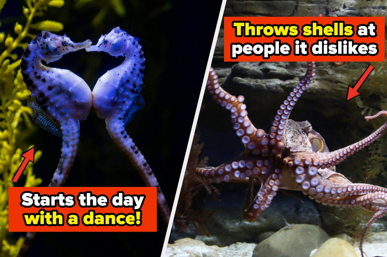 15 Animal Habits That Are So Sweet And Surprisingly Smart, I'm Starting To Think They ... - BuzzFeed