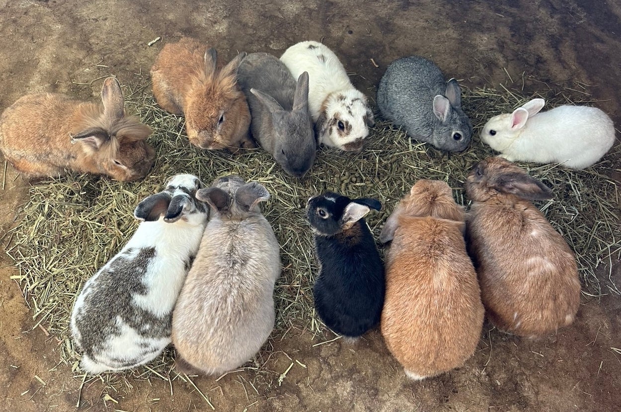 集まってお昼ご飯を食べるウサギたち / 岩手サファリパークの公式Xアカウント（@iwatesafari）より