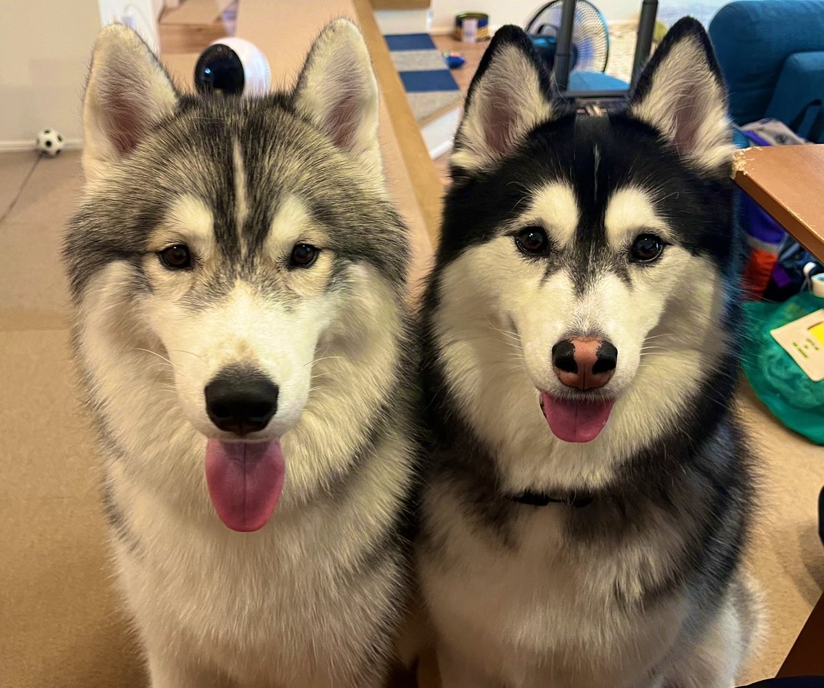 レオくん（左）とルーナちゃん（右）／飼い主さんのX（@Luna_husky0603）より