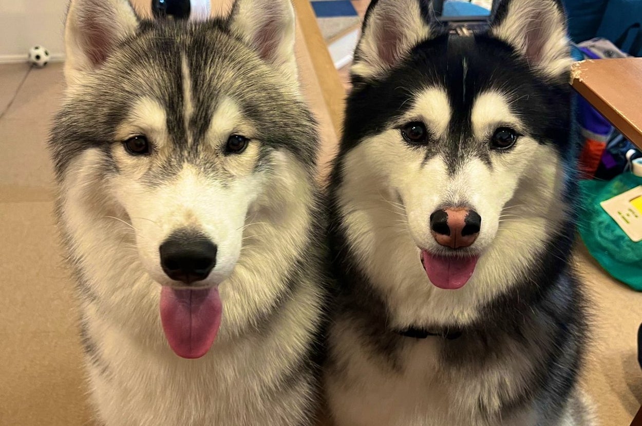 レオくん（左）とルーナちゃん（右）／飼い主さんのX（@Luna_husky0603）より