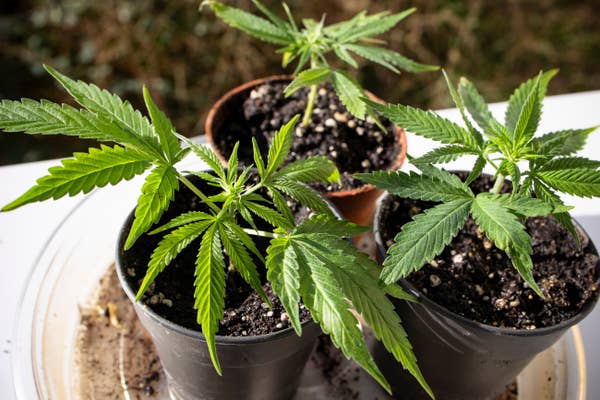 テーブルの上に置かれた鉢植えの大麻植物。成長と栽培を示唆している。