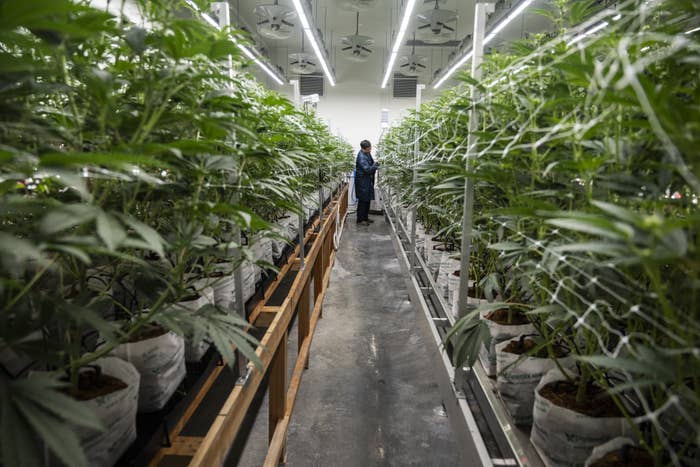 大麻の植物に囲まれた大きな屋内温室に人が立っている