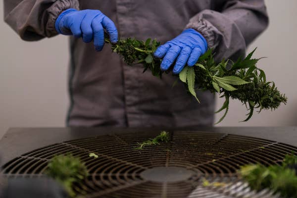 換気システムの上で大麻の植物を刈り込む手袋をした人