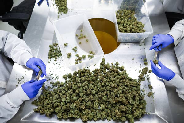 白衣と手袋を身につけた作業員が金属製のテーブルの上で大麻の芽を分類し、大麻産業における加工の様子を浮き彫りにしている。