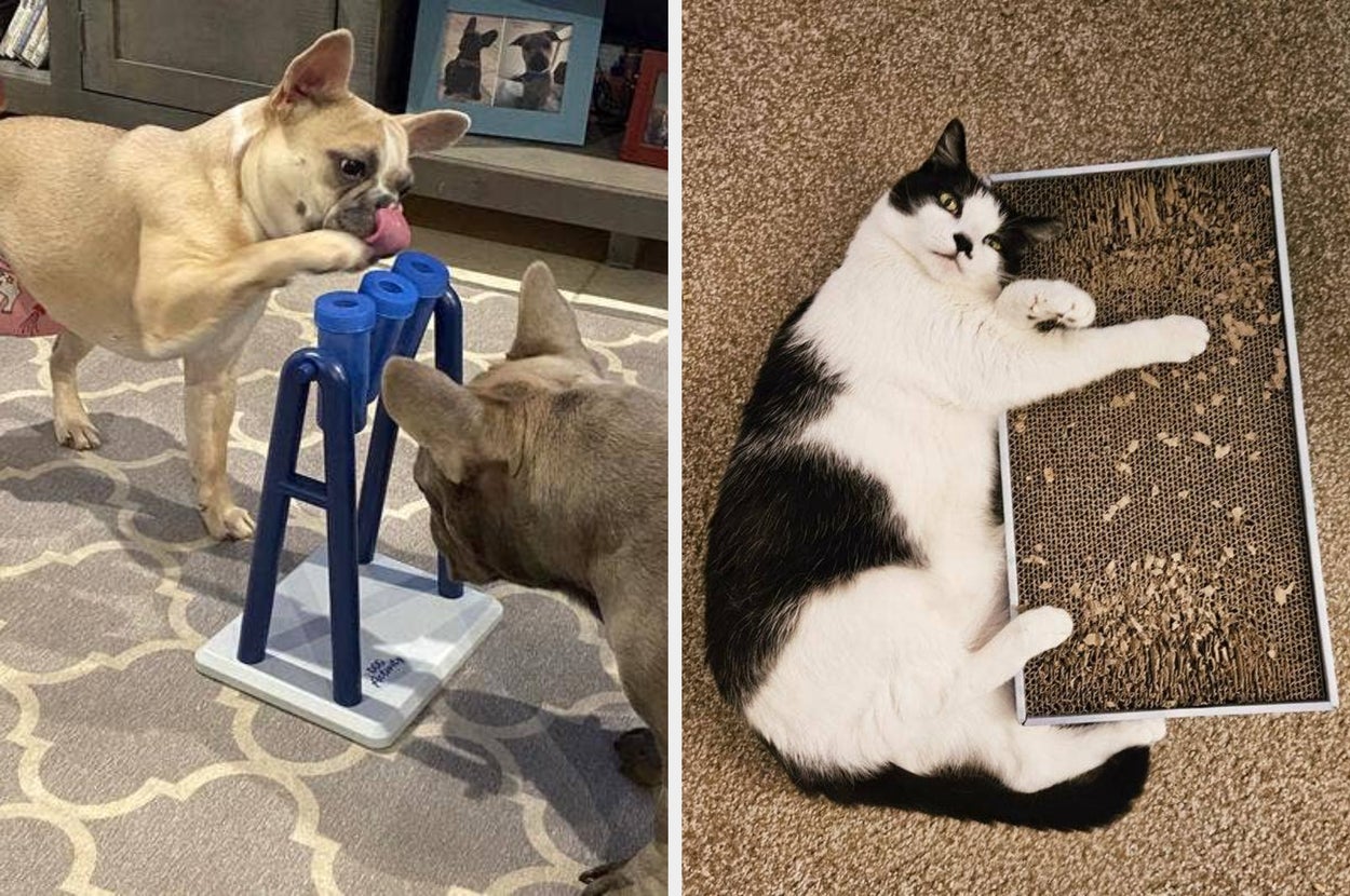 Two dogs play with a blue puzzle toy, while a black and white cat hugs a scratching board on the carpet